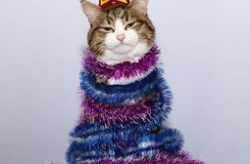 ins网红小猫,治愈系萌宠的奇幻之旅